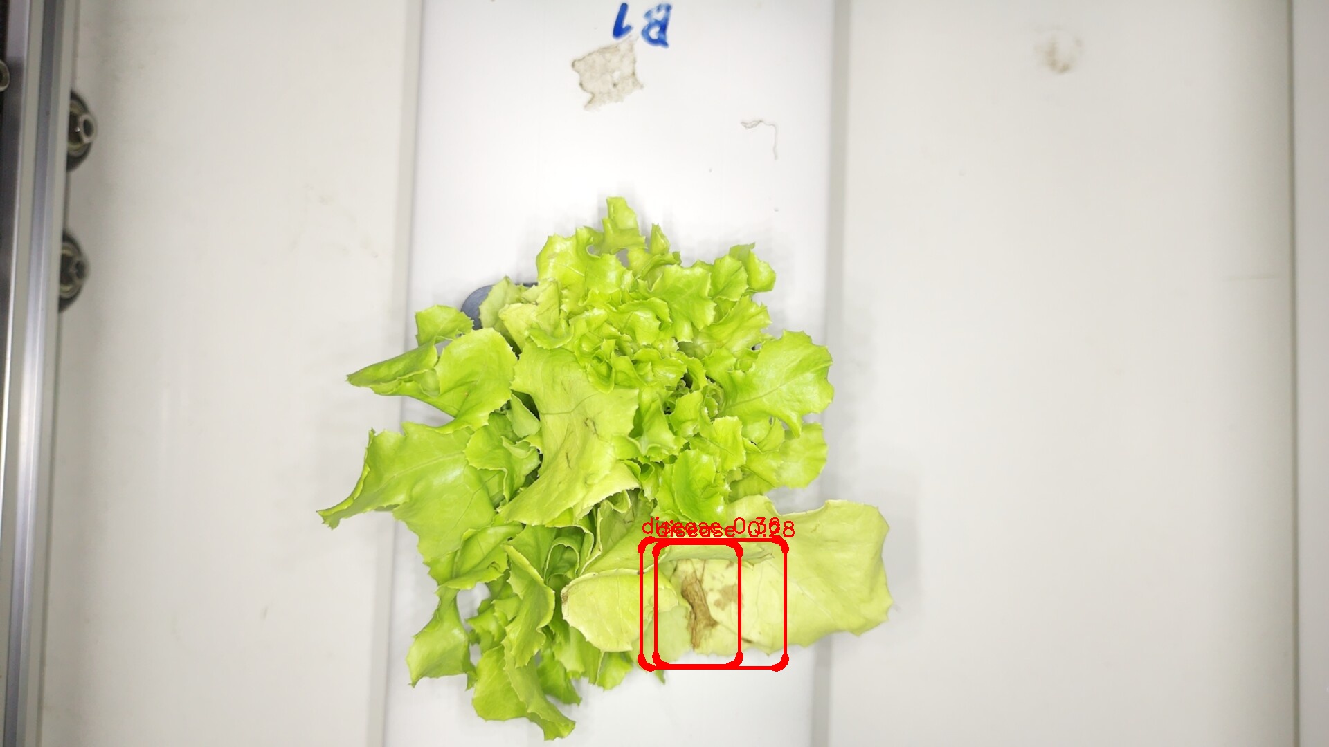 ผลการตรวจจับโรคบนใบผักด้วย YOLOv8 (ต้น B1)